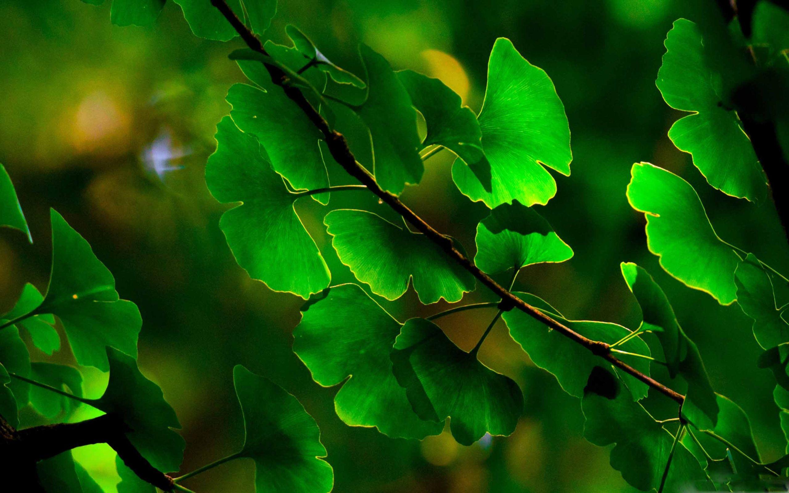 2560x1600 Ginkgo Leaves MacBook Air Wallpaper Download
