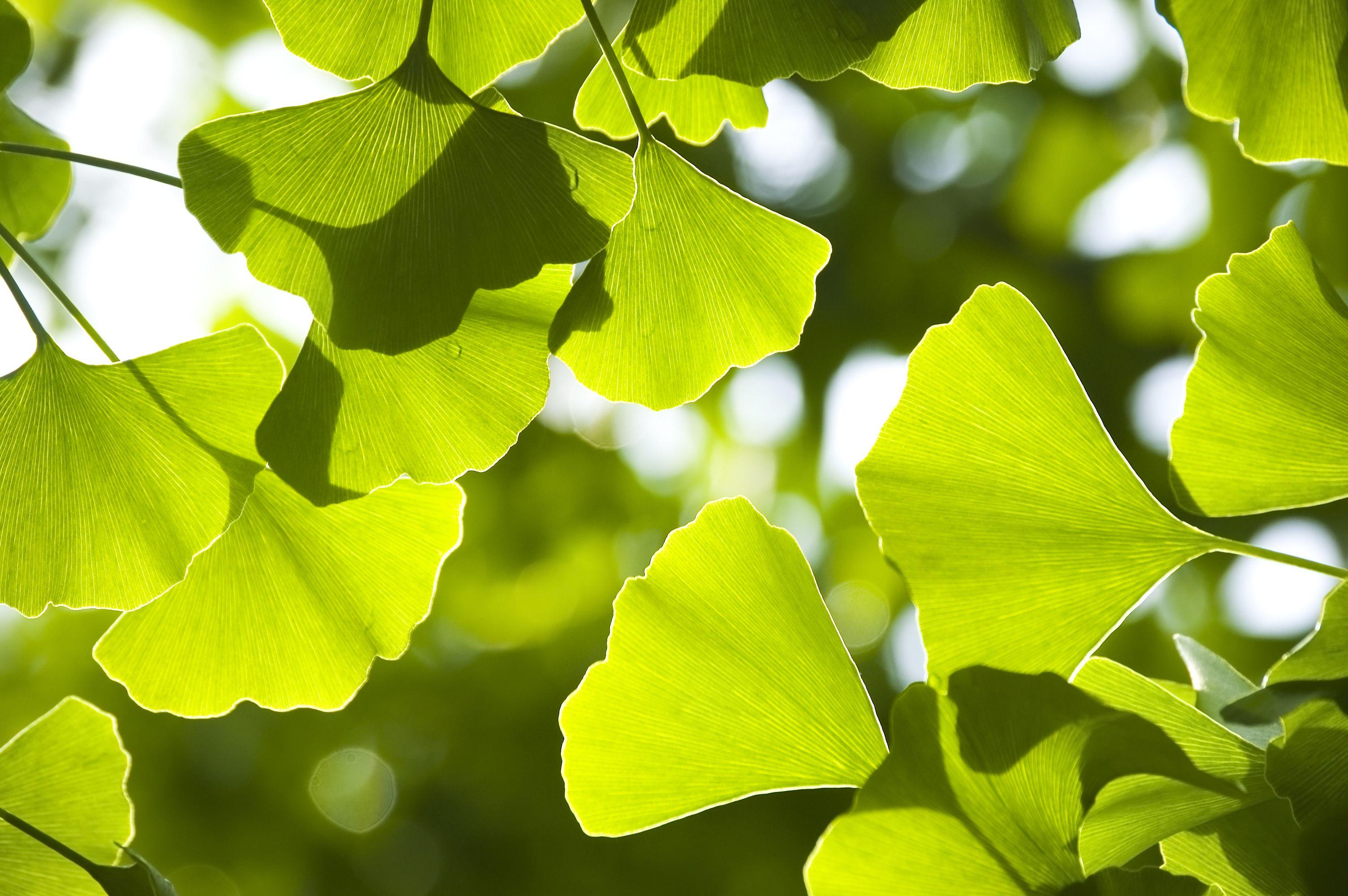 Ginkgo Wallpapers - Top Free Ginkgo Backgrounds - WallpaperAccess