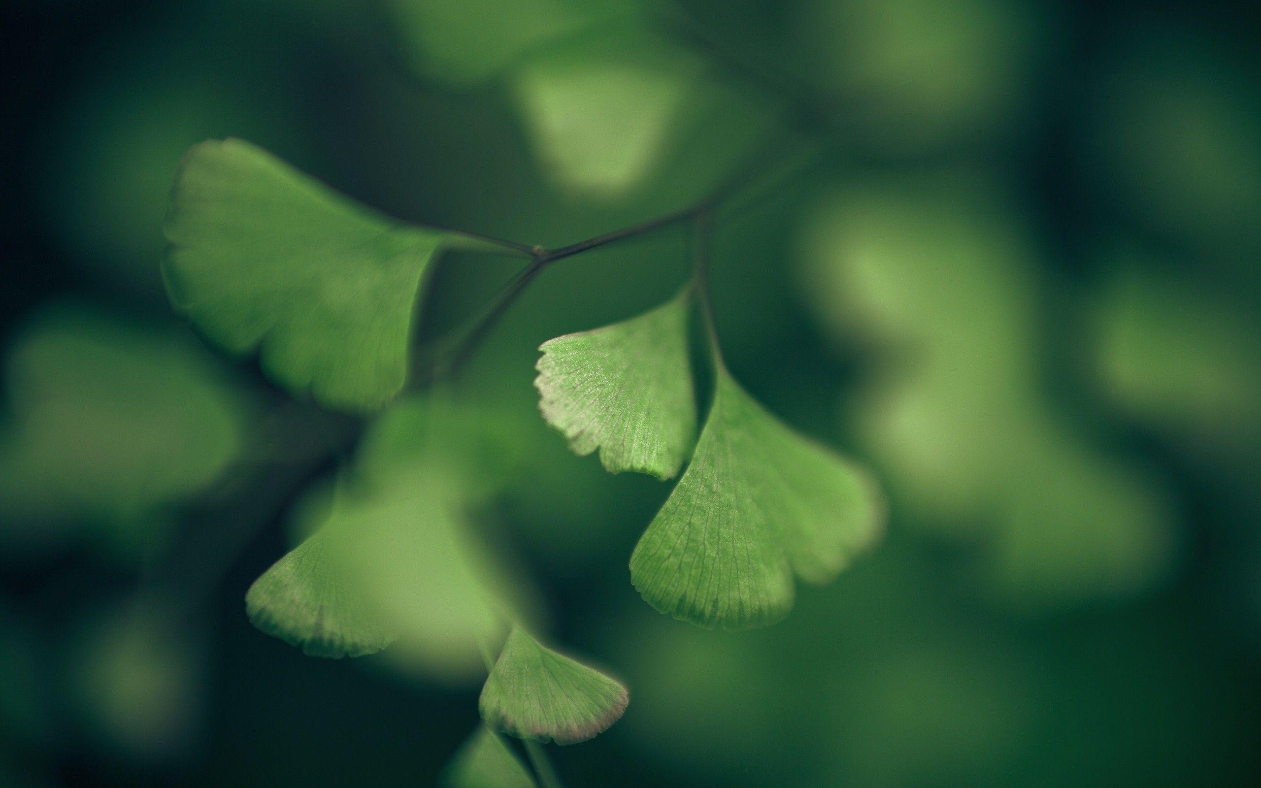 Ginkgo Wallpapers - Top Free Ginkgo Backgrounds - WallpaperAccess