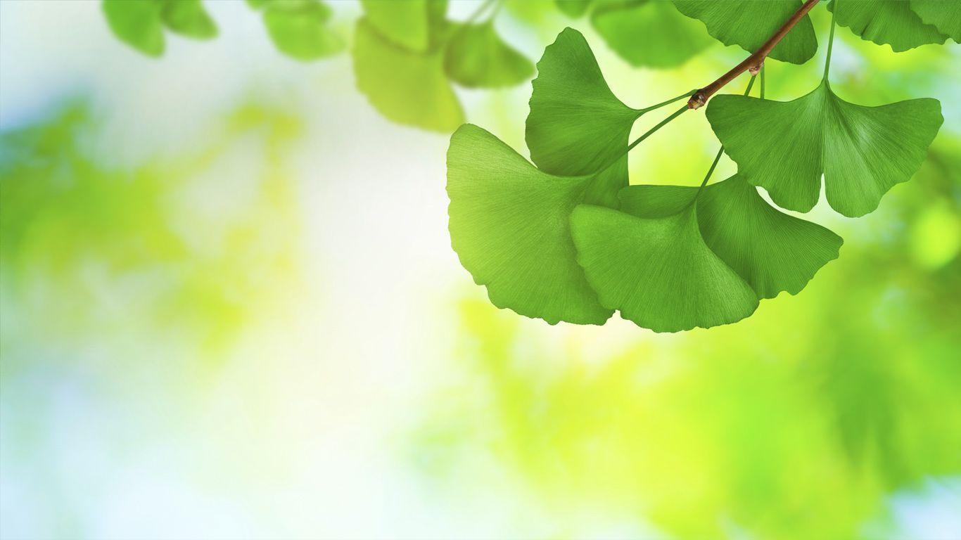 Ginkgo Wallpapers - Top Free Ginkgo Backgrounds - WallpaperAccess