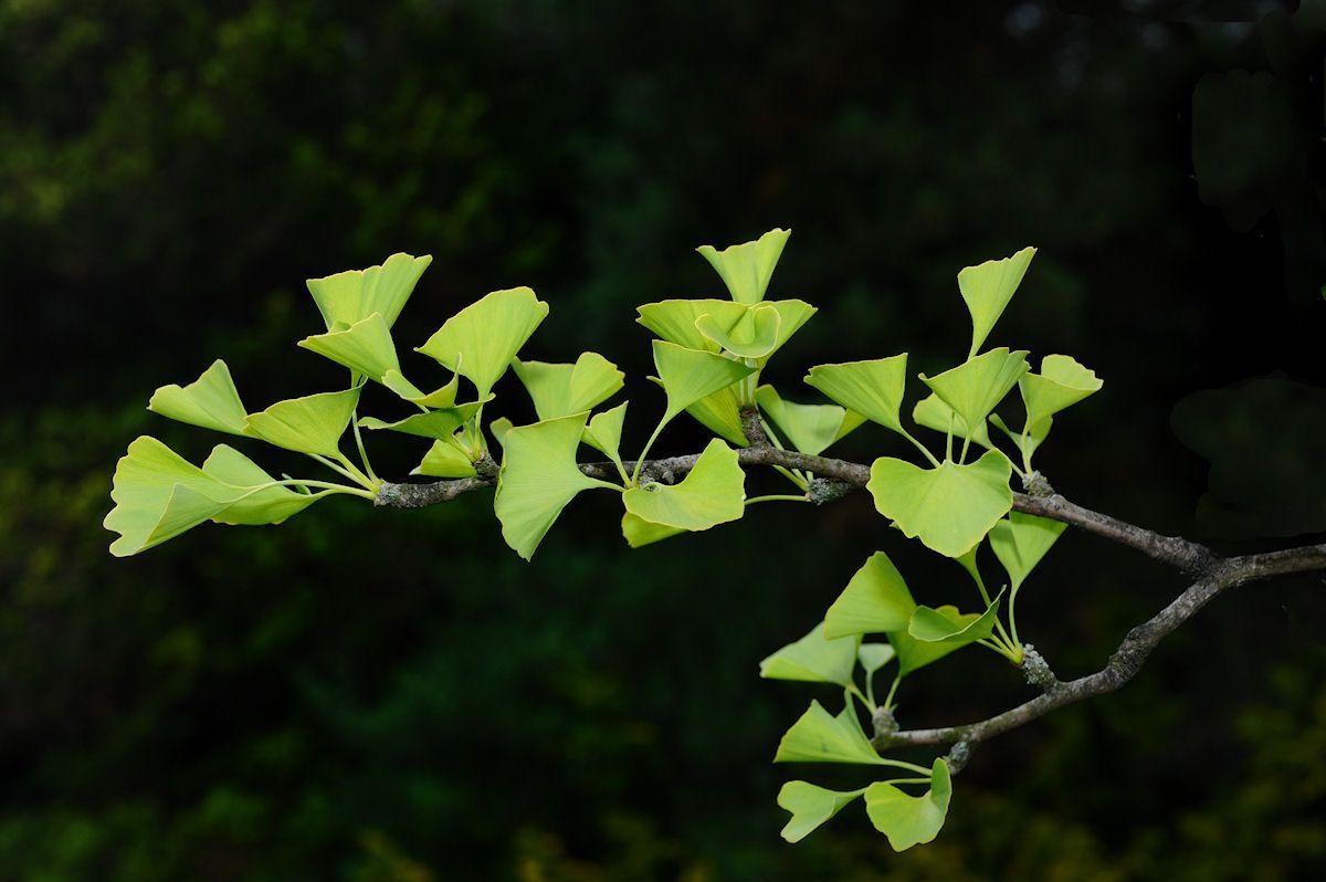 Ginkgo Wallpapers - Top Free Ginkgo Backgrounds - WallpaperAccess