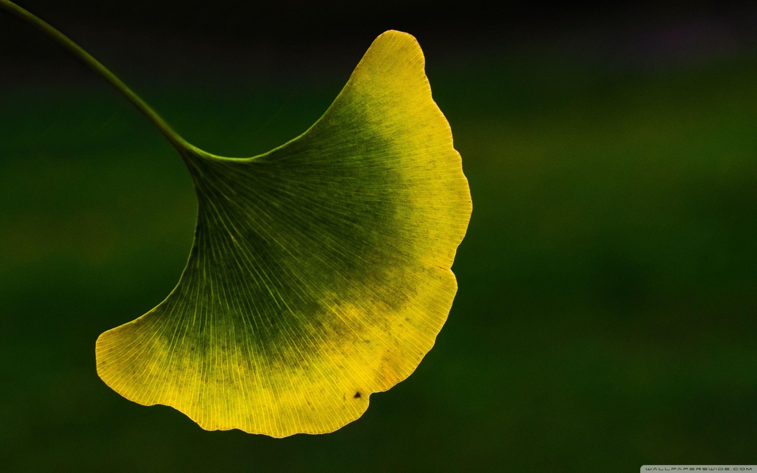 Ginkgo Wallpapers - Top Free Ginkgo Backgrounds - WallpaperAccess