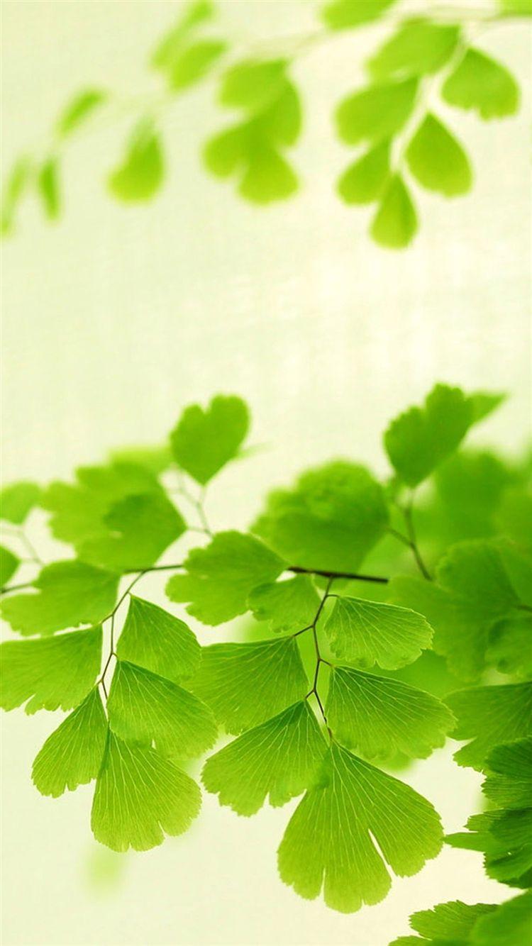 Ginkgo Wallpapers - Top Free Ginkgo Backgrounds - WallpaperAccess