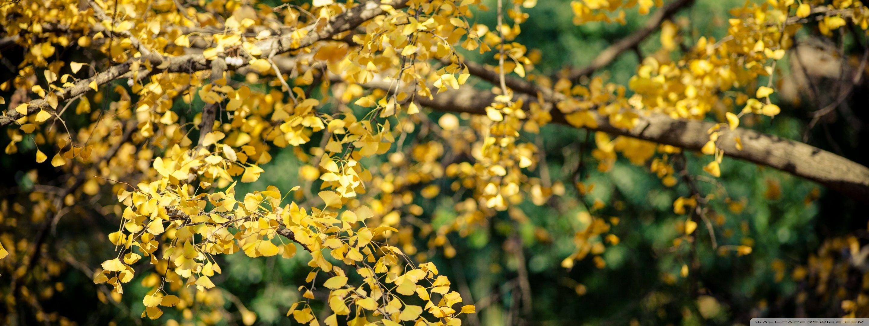2880x1080 Ginkgo Tree Yellow Leaves Ultra HD Desktop Background Wallpaper for 4K UHD TV : Multi Display, Dual Monitor : Tablet