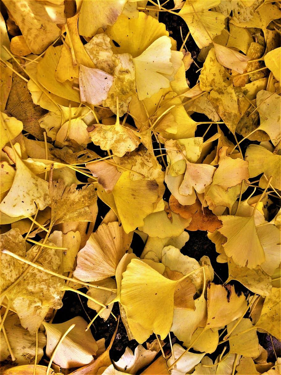 910x1213 Maidenhair Tree, Gingko Tree, Yellow .