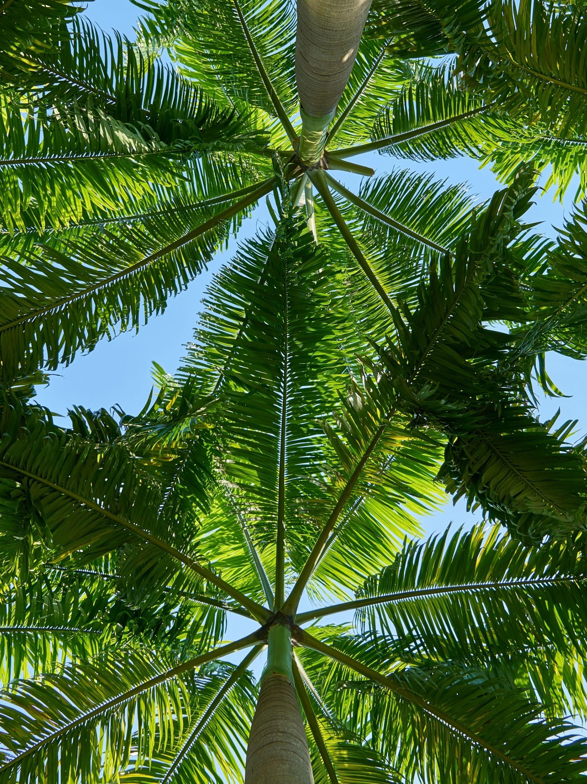 2048x2732 Tải xuống miễn phí Palm Trees Hình nền máy tính 4K HD cho TV 4K Ultra HD Wide [5120x2880)
cho Máy tính để bàn, Di động & Máy tính bảng của bạn. Khám phá Hình nền Cây cọ. Cây cọ hình nền, Cây cọ