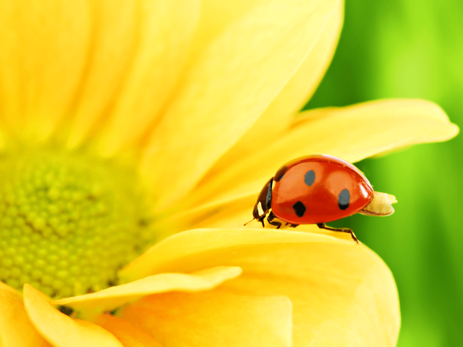 cute ladybug cartoon wallpaper