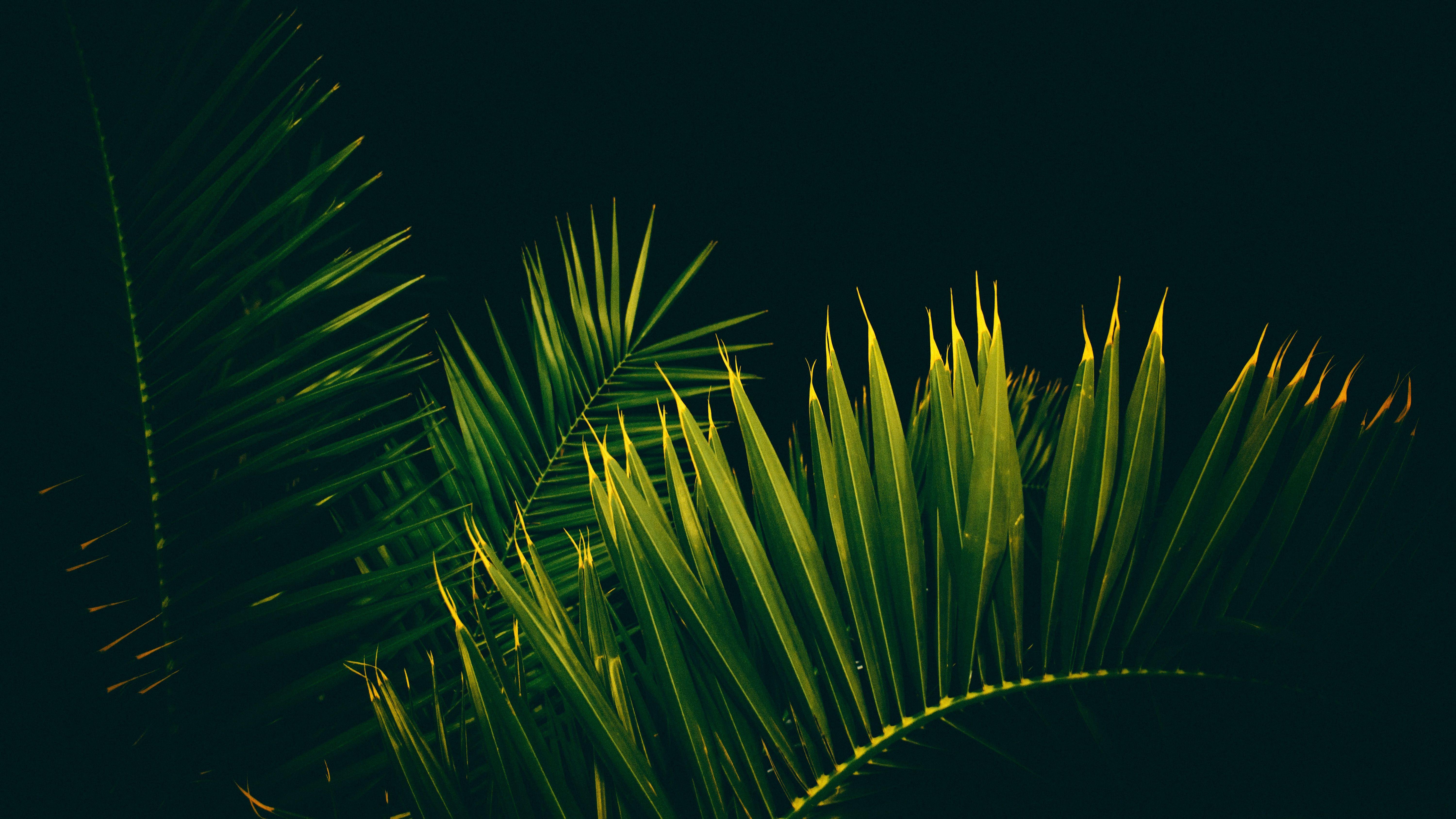 6000x3375 Palm tree HD Wallpaper & Background