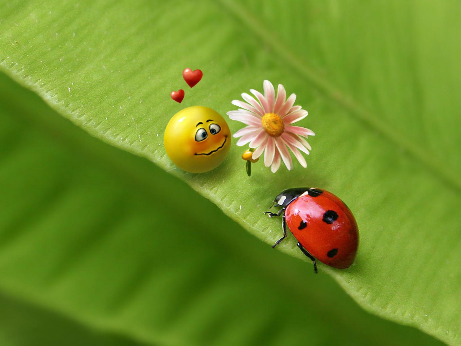 Cute Ladybug Wallpapers - Top Free Cute Ladybug Backgrounds