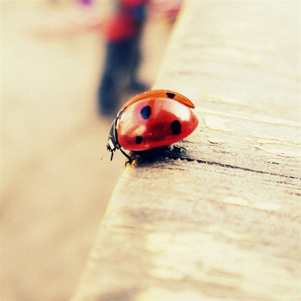 Cute Ladybug Wallpapers - Top Free Cute Ladybug Backgrounds