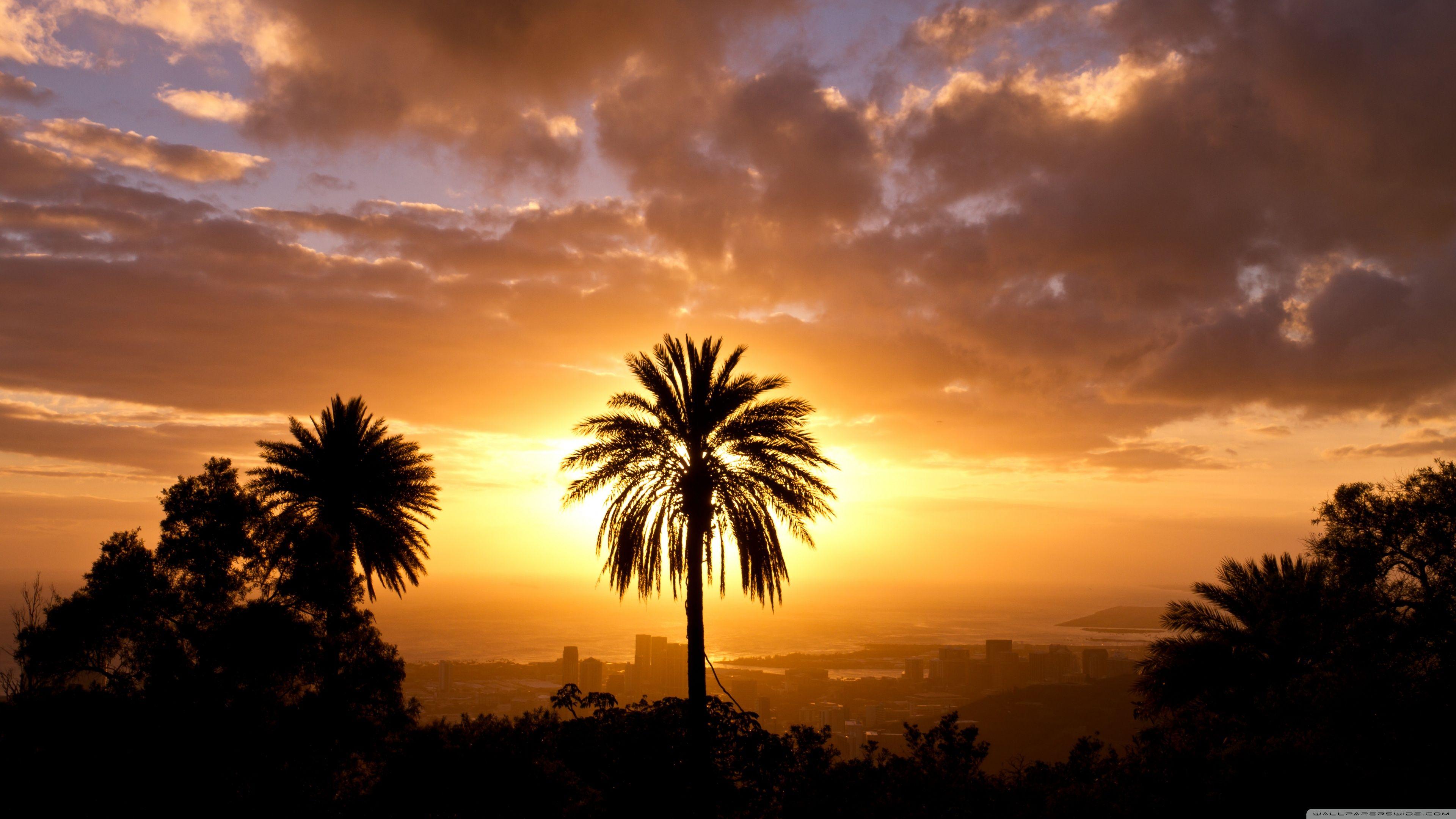 3840x2160 Palm Tree In Sunset Light Ultra HD Desktop Background Wallpaper for 4K UHD TV : Widescreen & UltraWide Desktop & Laptop : Multi Display, Dual Monitor : Tablet