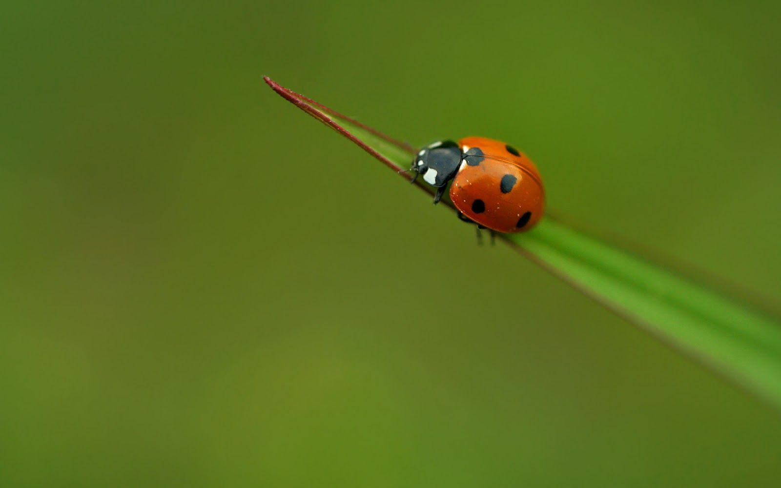 1600x1000 Free download Lady Bug Wallpaper Pets Cute and Docile [1600x1000] for your Desktop, Mobile & Tablet. Explore Cute Ladybug Wallpaper. Ladybug Wallpaper, Ladybug Wallpaper for Computer