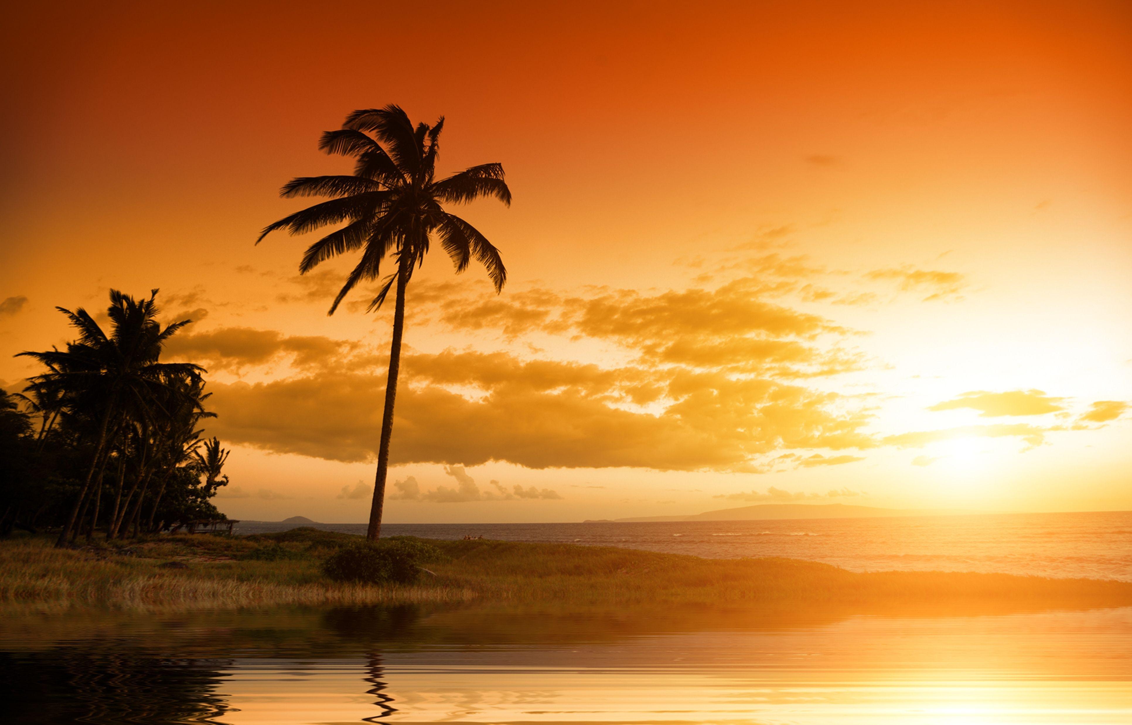 3864x2475 Wallpaper Sunset, Palm trees, 4K, Nature,. Wallpaper for iPhone, Android, Mobile and Desktop