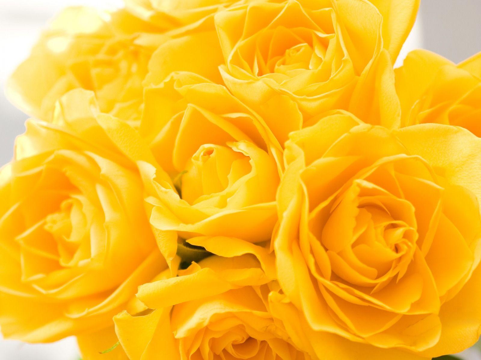 1600x1200 Yellow Roses wallpaperx1200