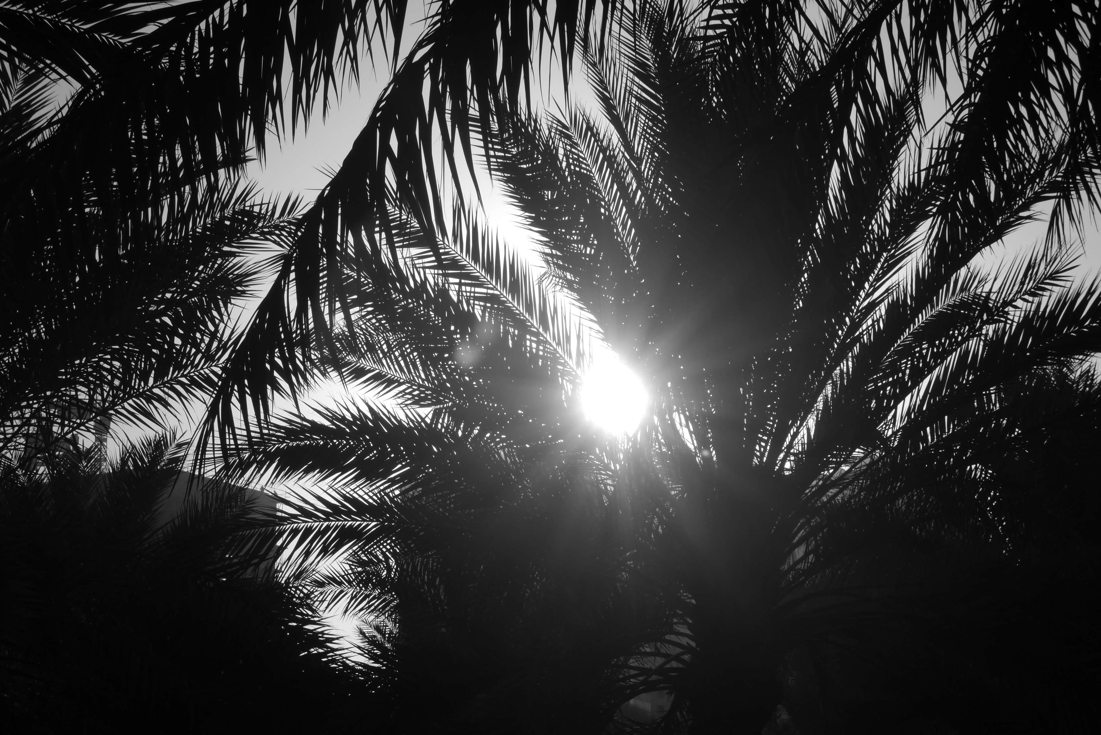3840x2564 black and white, light, morning, palm tree, sun flare 4k wallpaper. Mocah.org HD Desktop Wallpaper