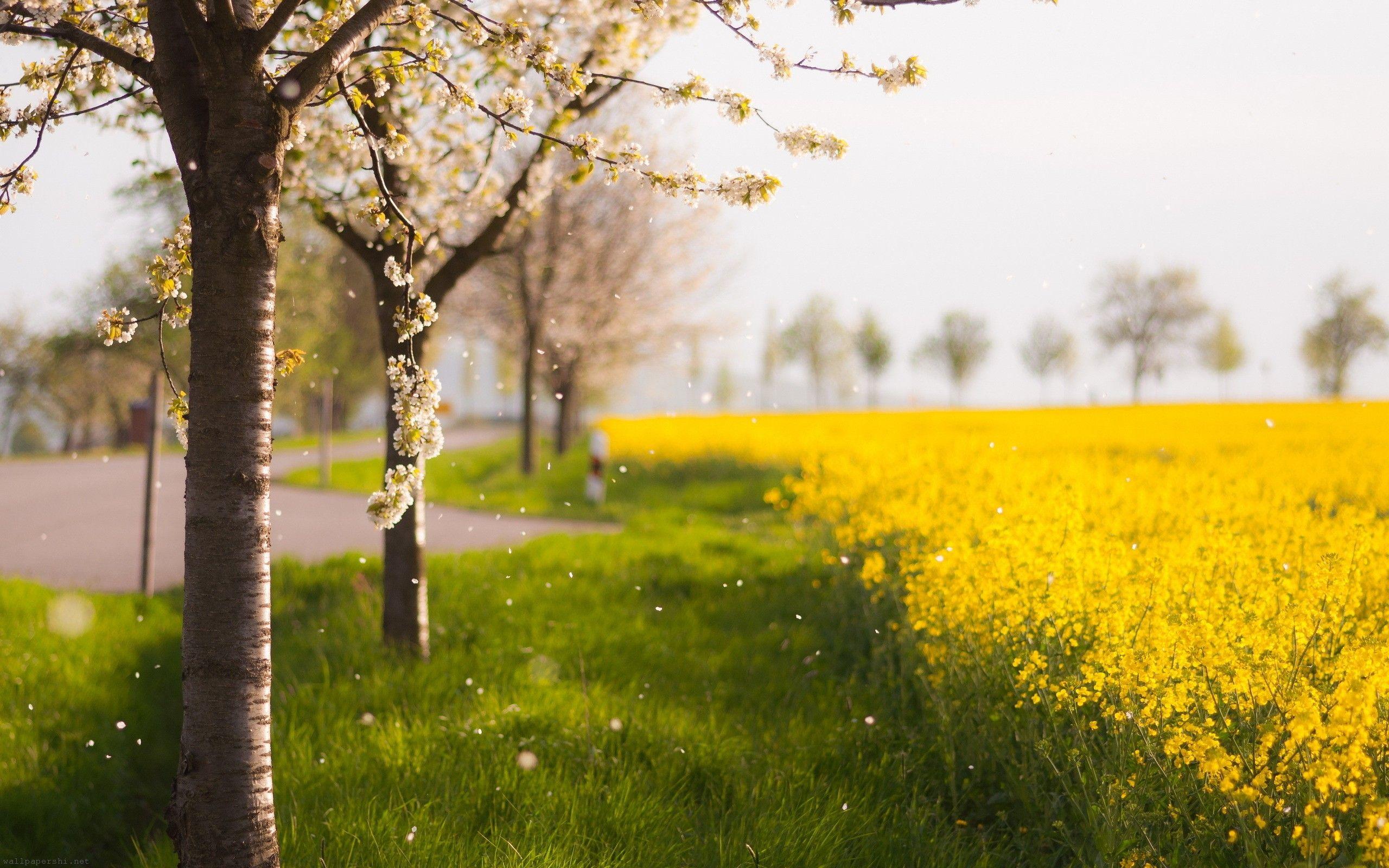 2560x1600 Beautiful Yellow Flowers And Trees Wallpaper