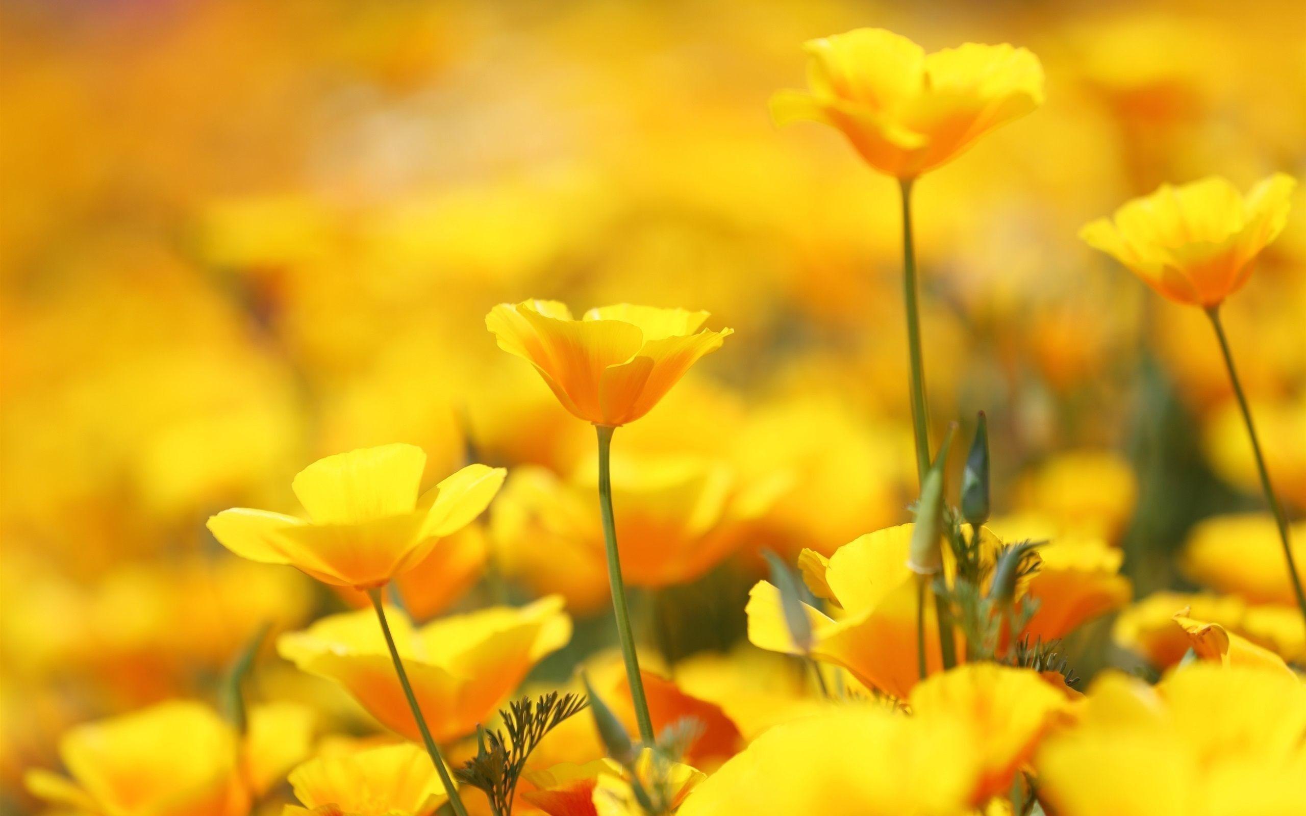 2560x1600 Yellow Desktop Wallpaper