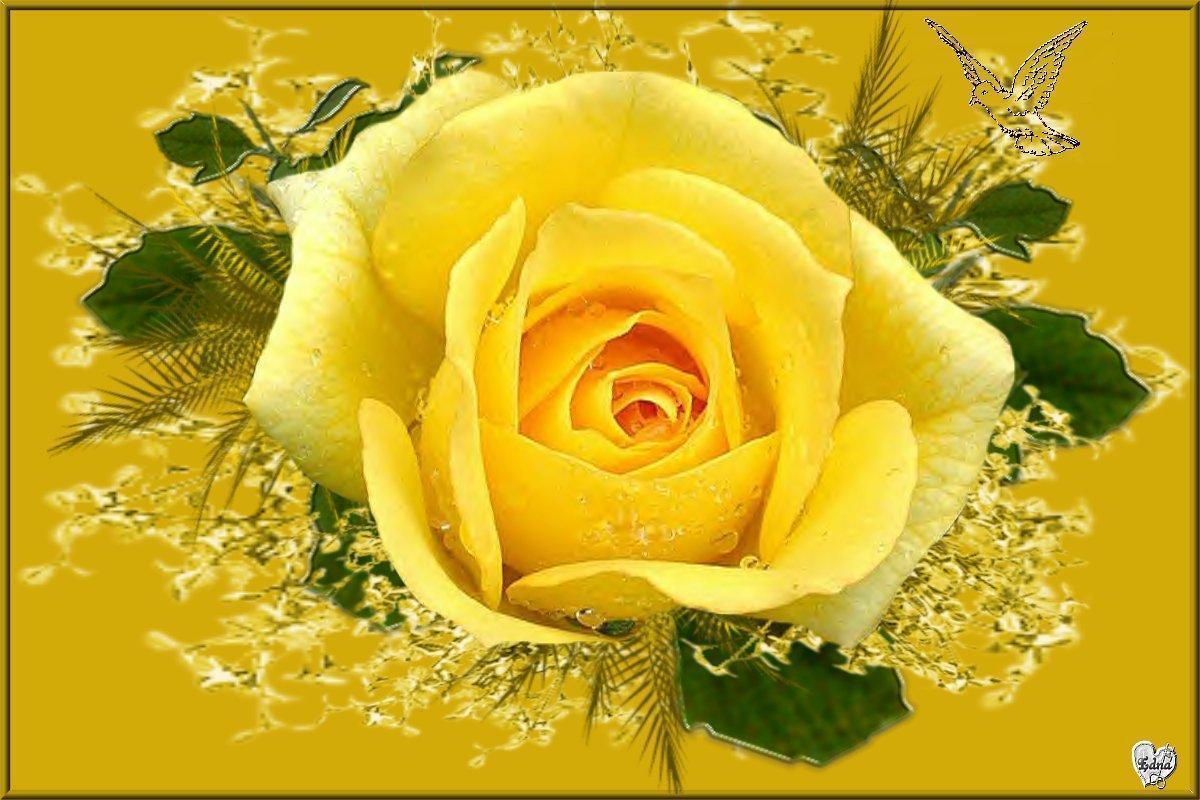 1200x800 Yellow Rose Flower Wallpaper