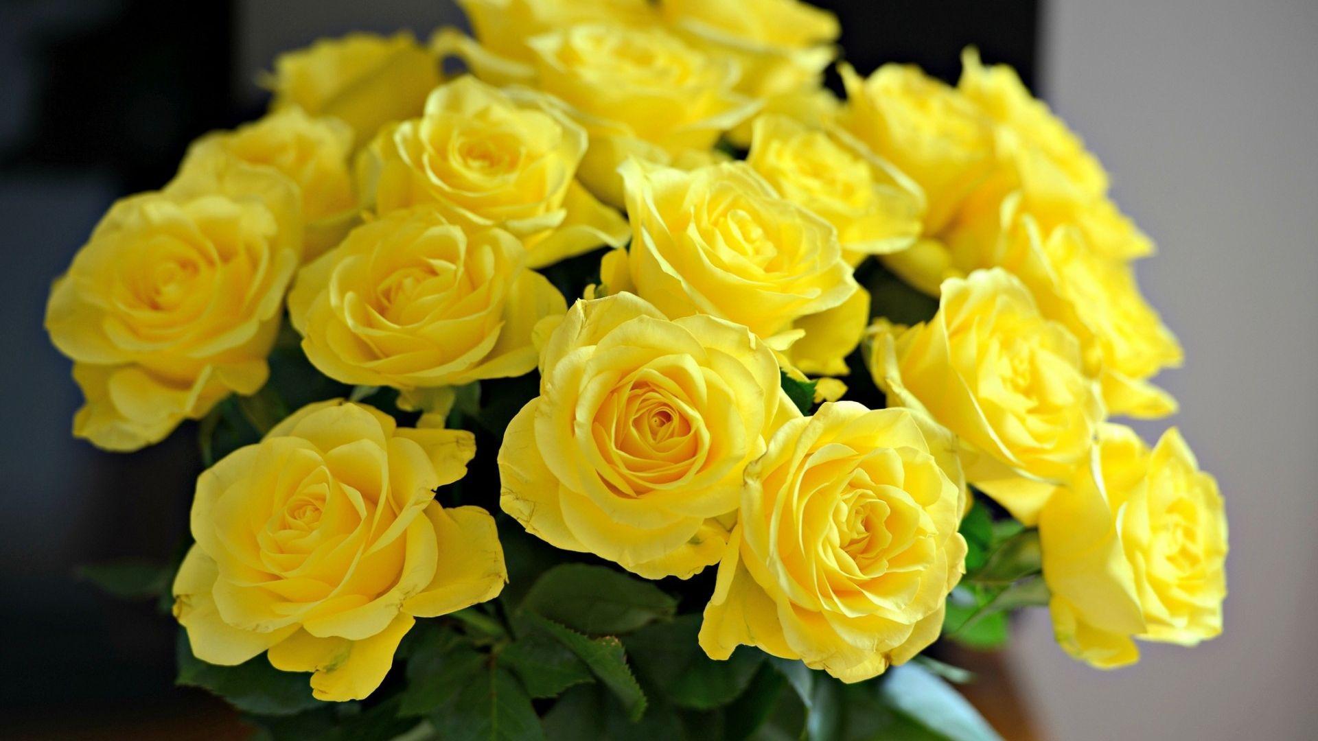 1920x1080 Free download Beautiful Yellow Roses Widescreen HD Wallpaper [1920x1200] for your Desktop, Mobile & Tablet. Explore Yellow Rose Wallpaper. Vintage Yellow Rose Wallpaper, Wallpaper Yellow Roses, Yellow Desktop Wallpaper