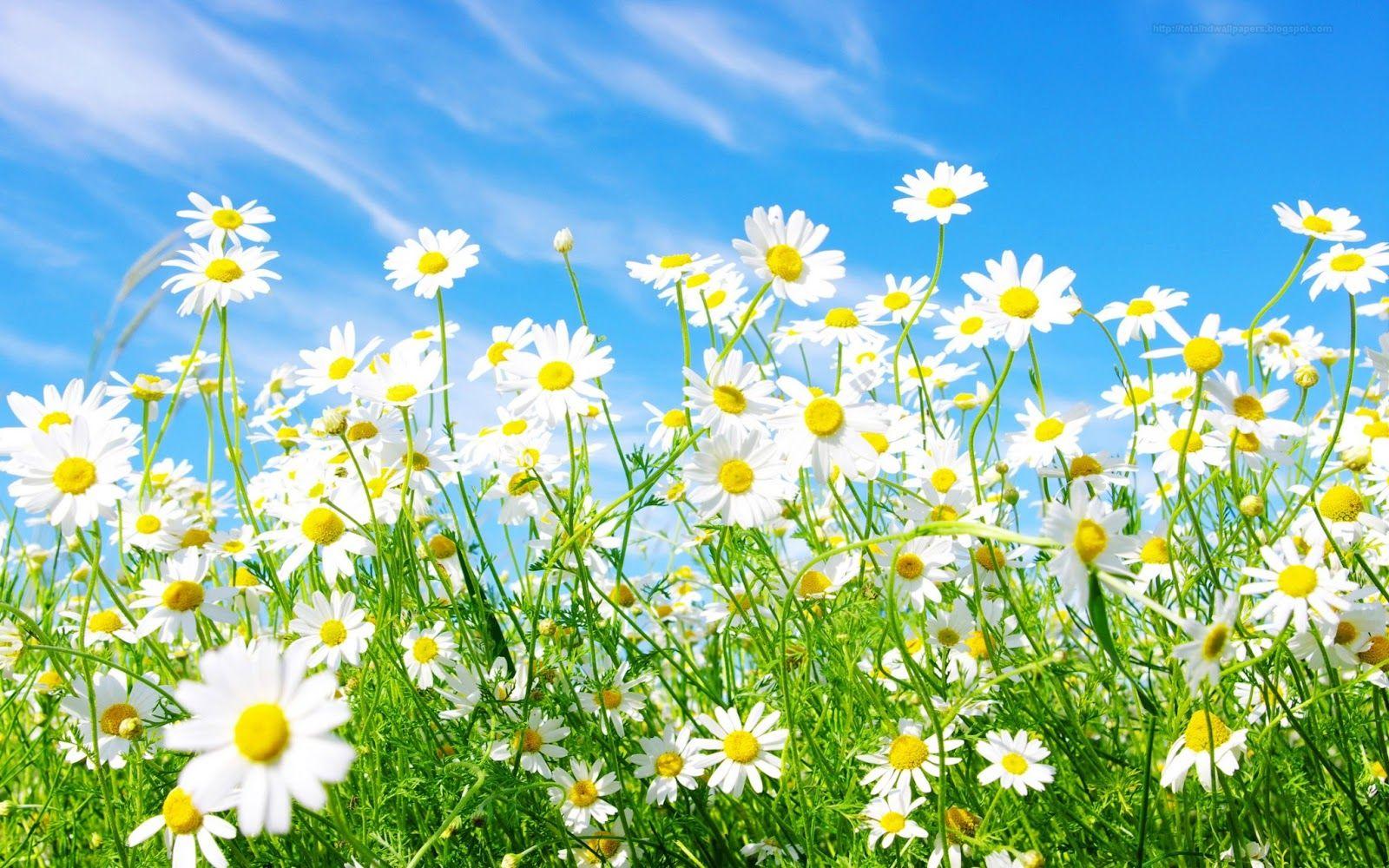 1600x1000 Daisy Wallpaper