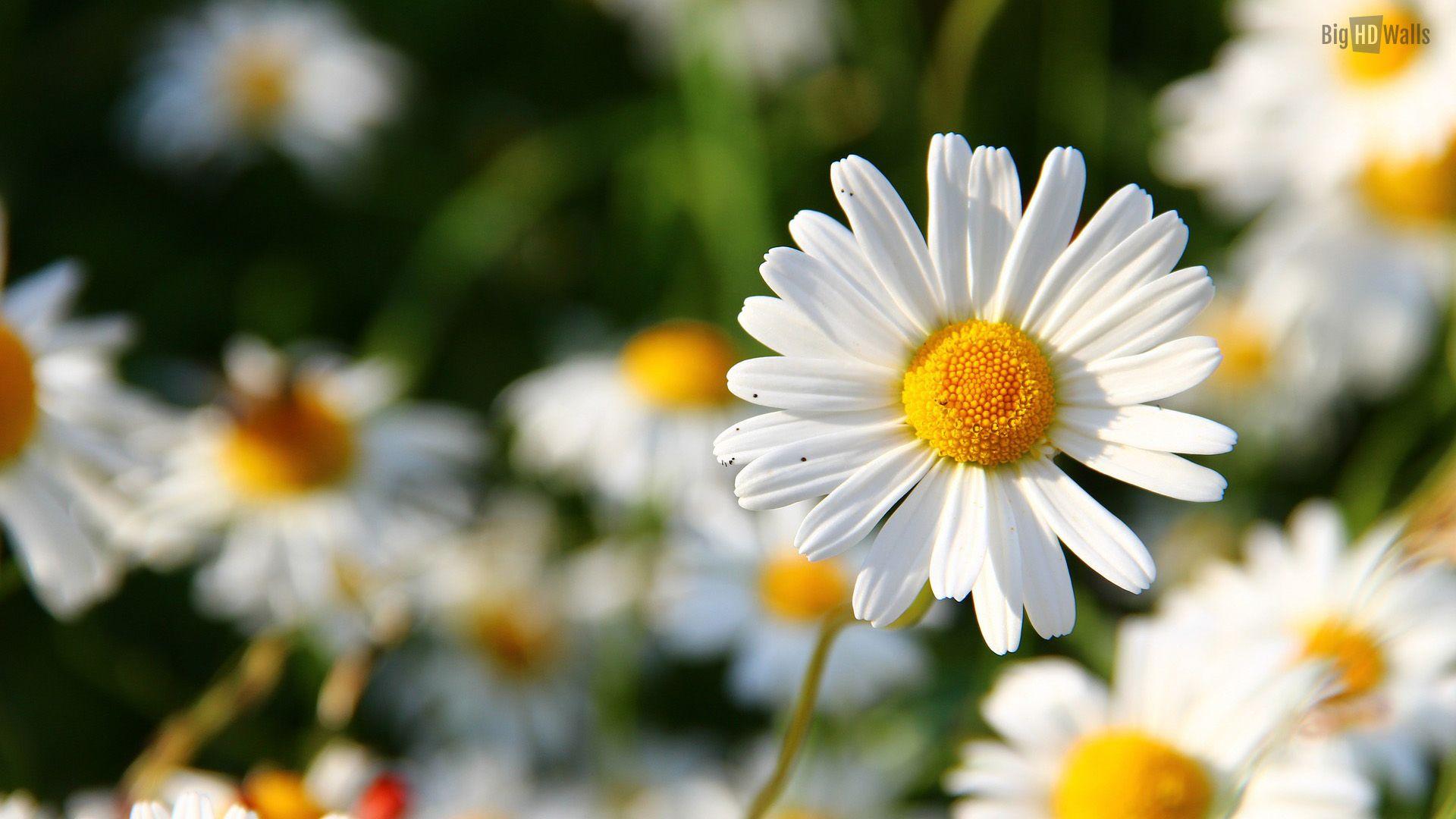 Daisy Computer Wallpapers Top Free Daisy