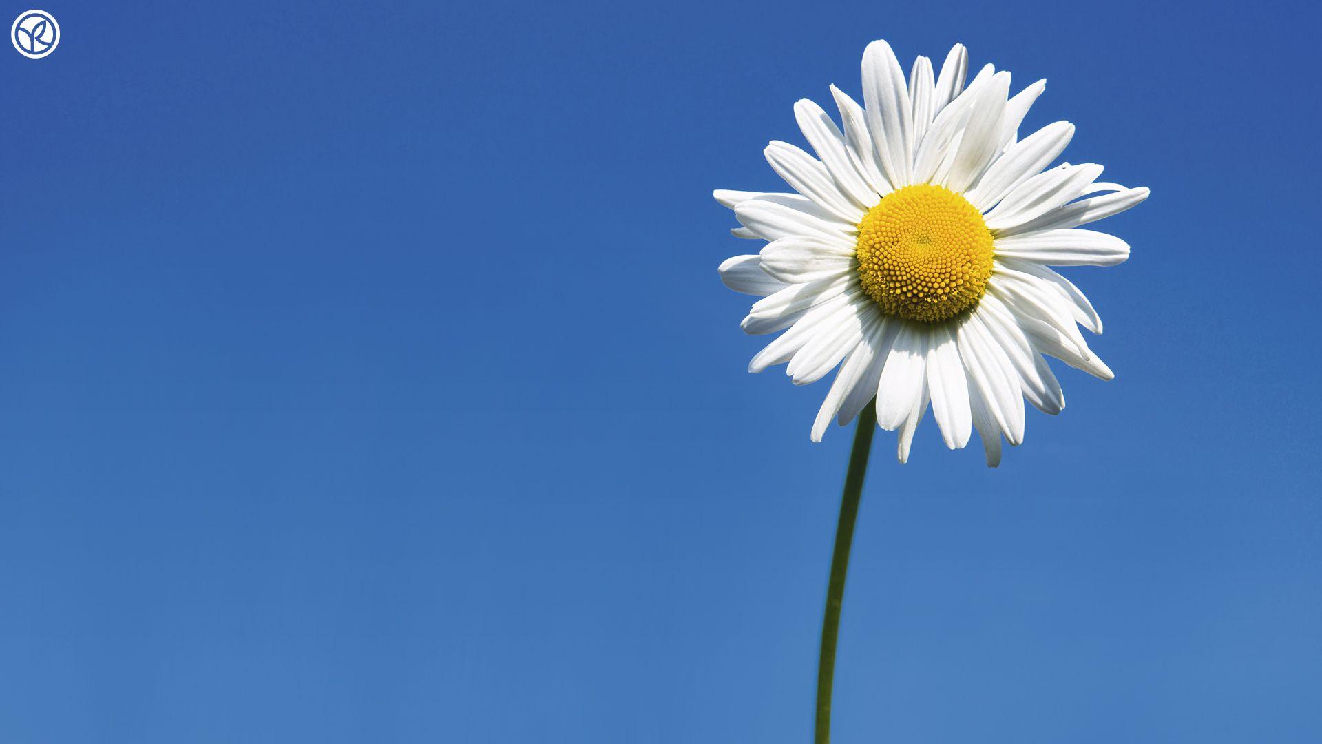 1920x1080 Desktop Daisy HD Wallpaper