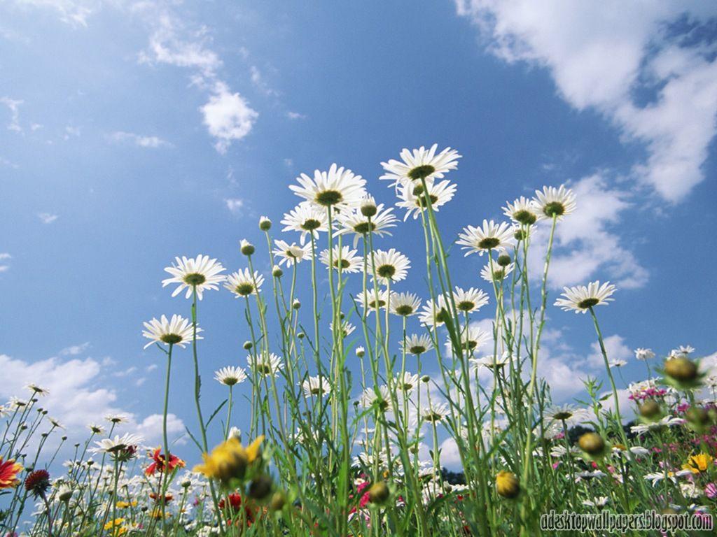 1024x768 Beautiful Daisy Flower Desktop Wallpaper
