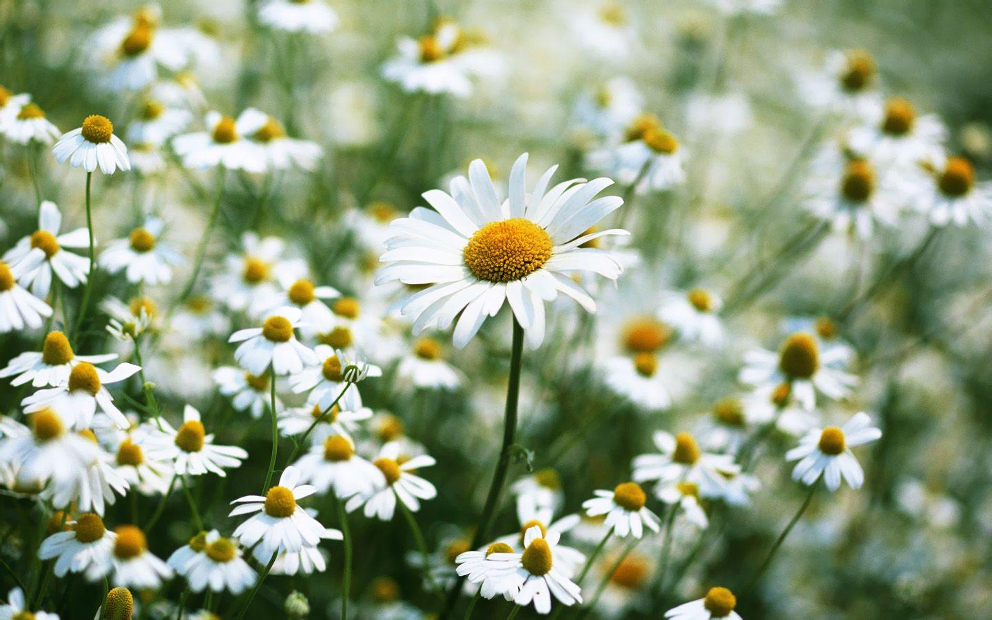 1440x900 Daisy Desktop Background