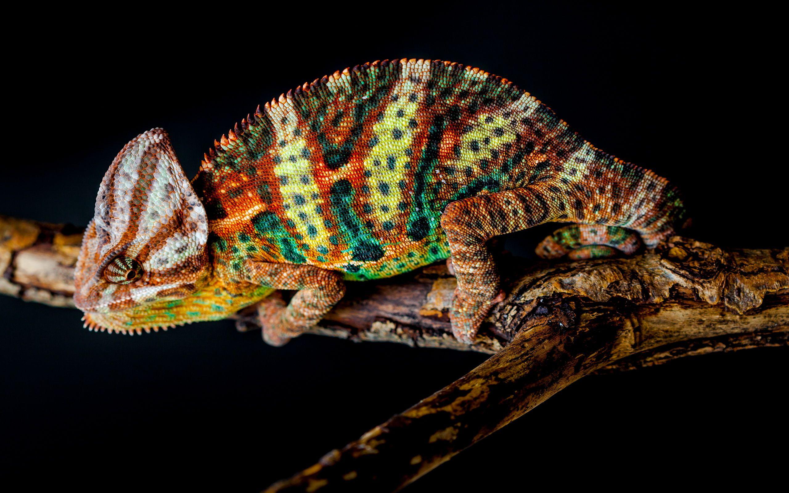 2560x1600 Animal Chameleon Computer Wallpaper HD :