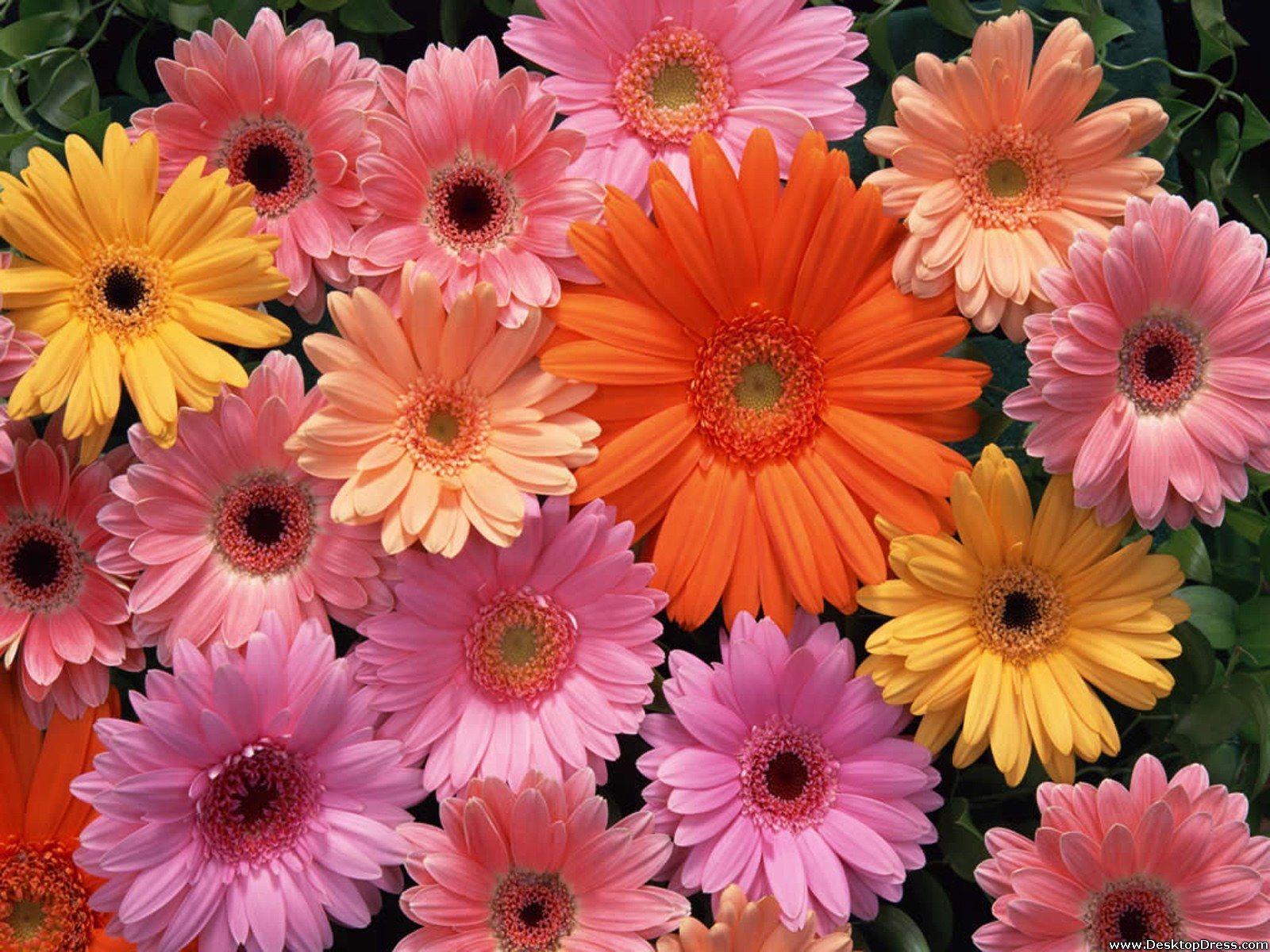 1600x1200 Desktop Wallpaper Flowers Background Gerbera Daisy