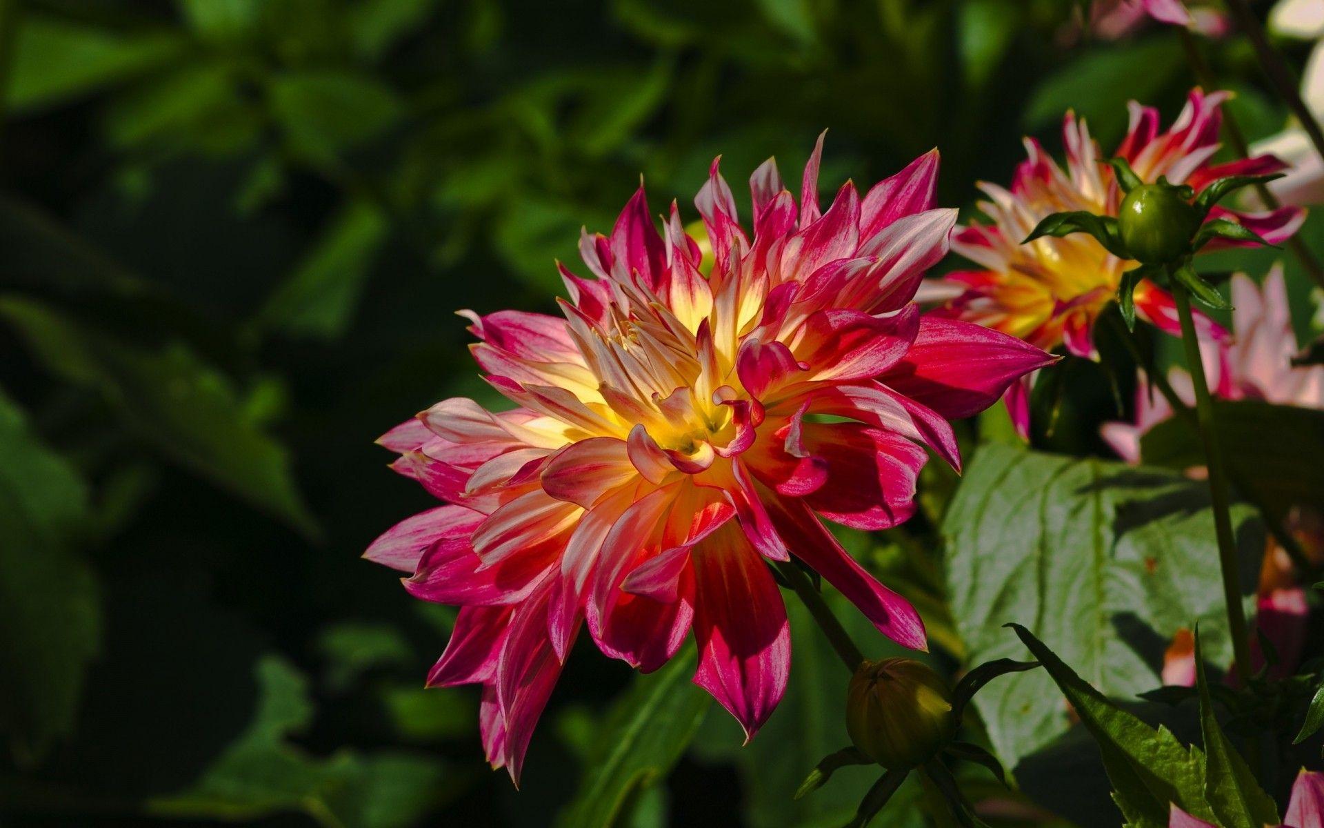 1920x1200 Beautiful Spring Flower