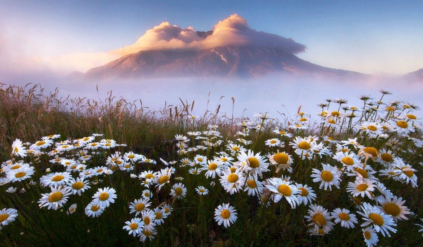 1400x819 Daisy Wallpaper iPhone