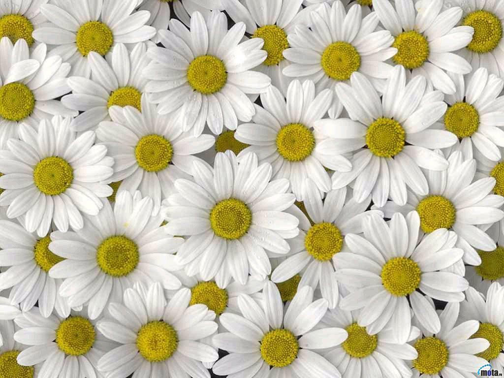 Daisy Computer Wallpapers Top Free Daisy