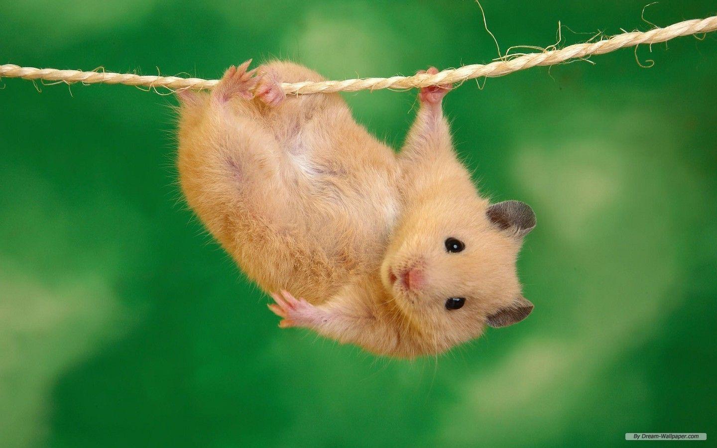 1440x900 Free Wallpaper Animal wallpaper animals 1 wallpaper
