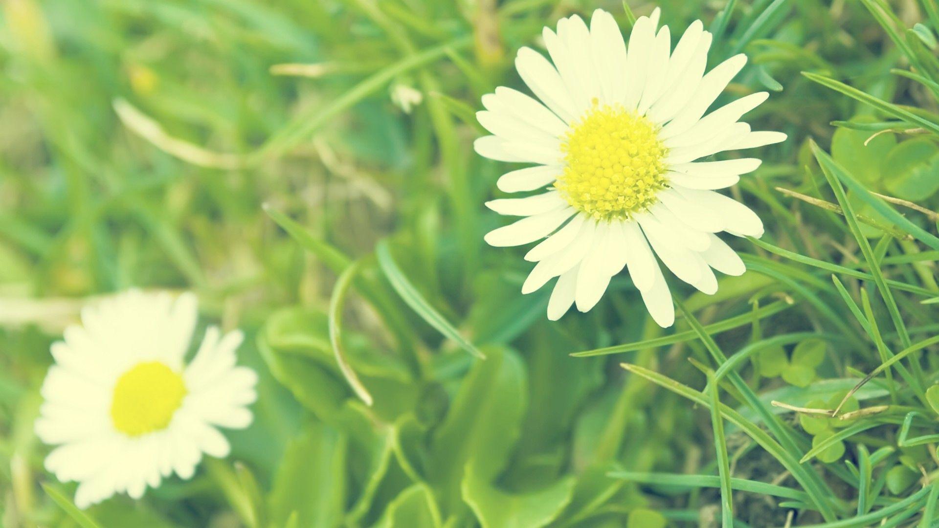 1920x1080 Daisy Computer Wallpaper, Desktop Background.88 KB
