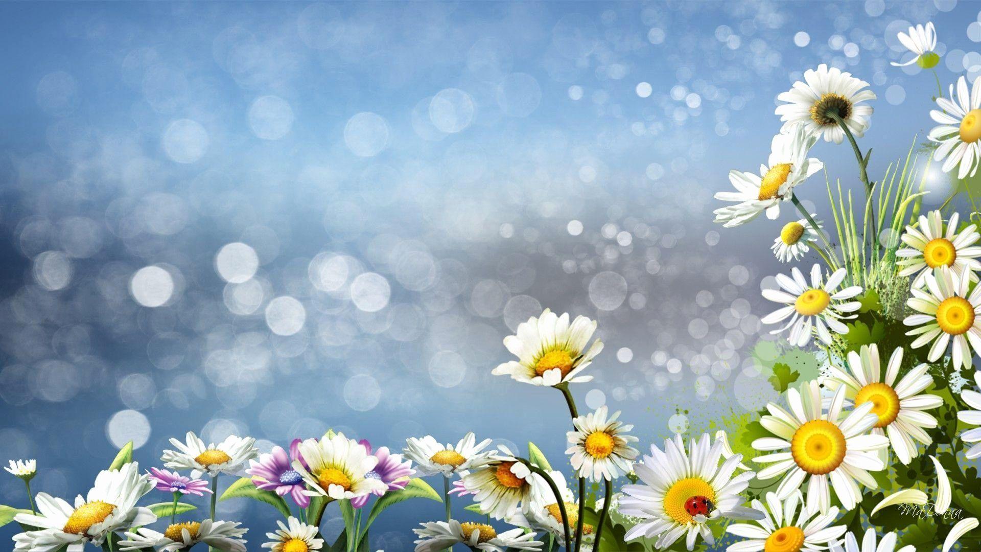 1920x1080 Daisies Wallpaper New Daisy Flower Wallpaper Beautiful Desktop Wallpaper 2014 Inspiration of The Hudson