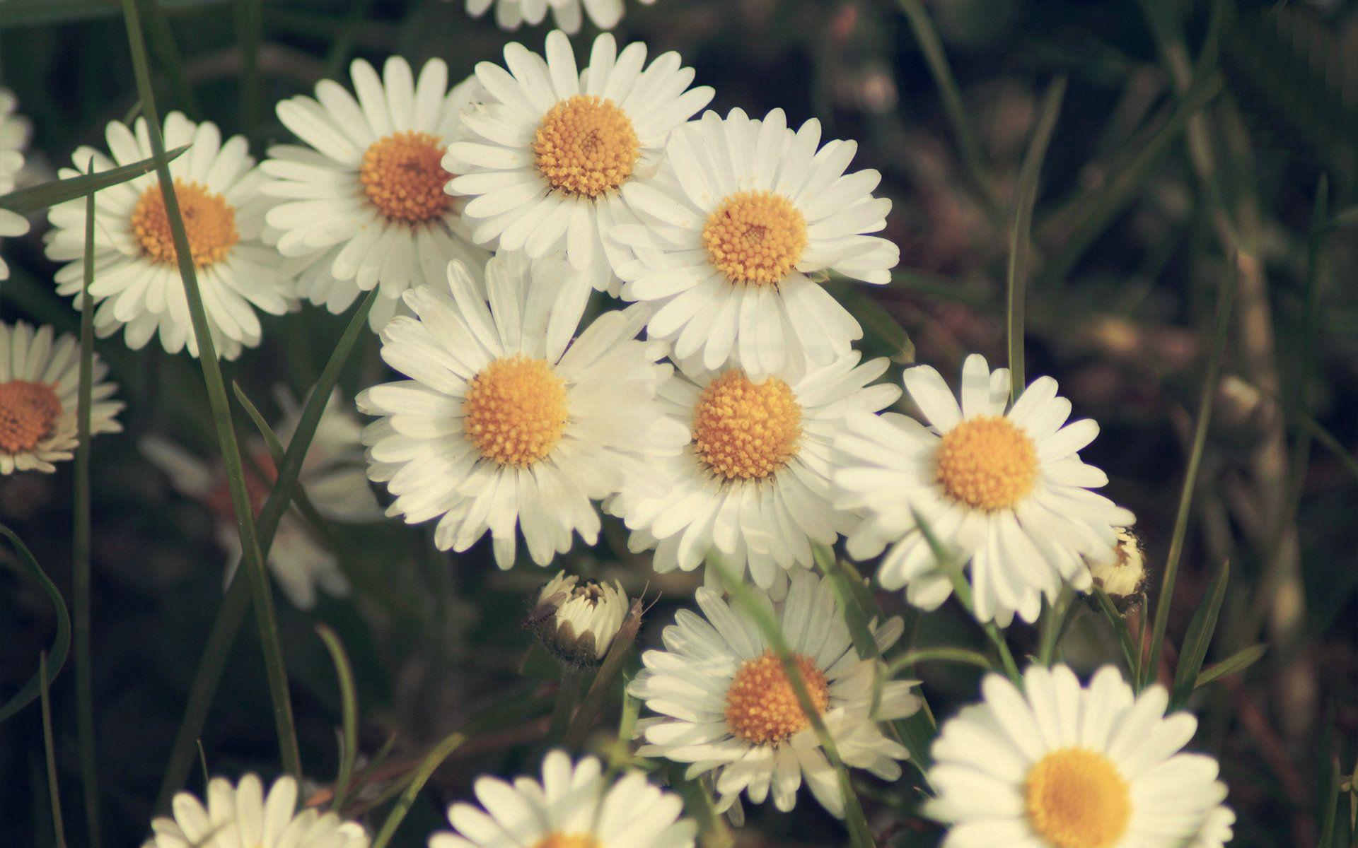 1920x1200 Daisy Wallpaper Background