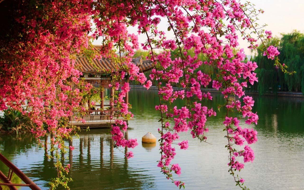 1280x800 Spring Trees And Flowers Wallpaper 1080p Click Wallpaper. Beautiful flowers wallpaper, Japanese flowers, Spring flowers wallpaper