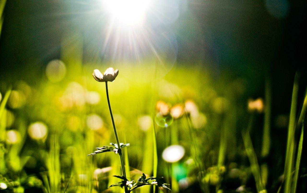 1280x804 Beautiful Spring Flowers wallpaper. Beautiful Spring Flowers