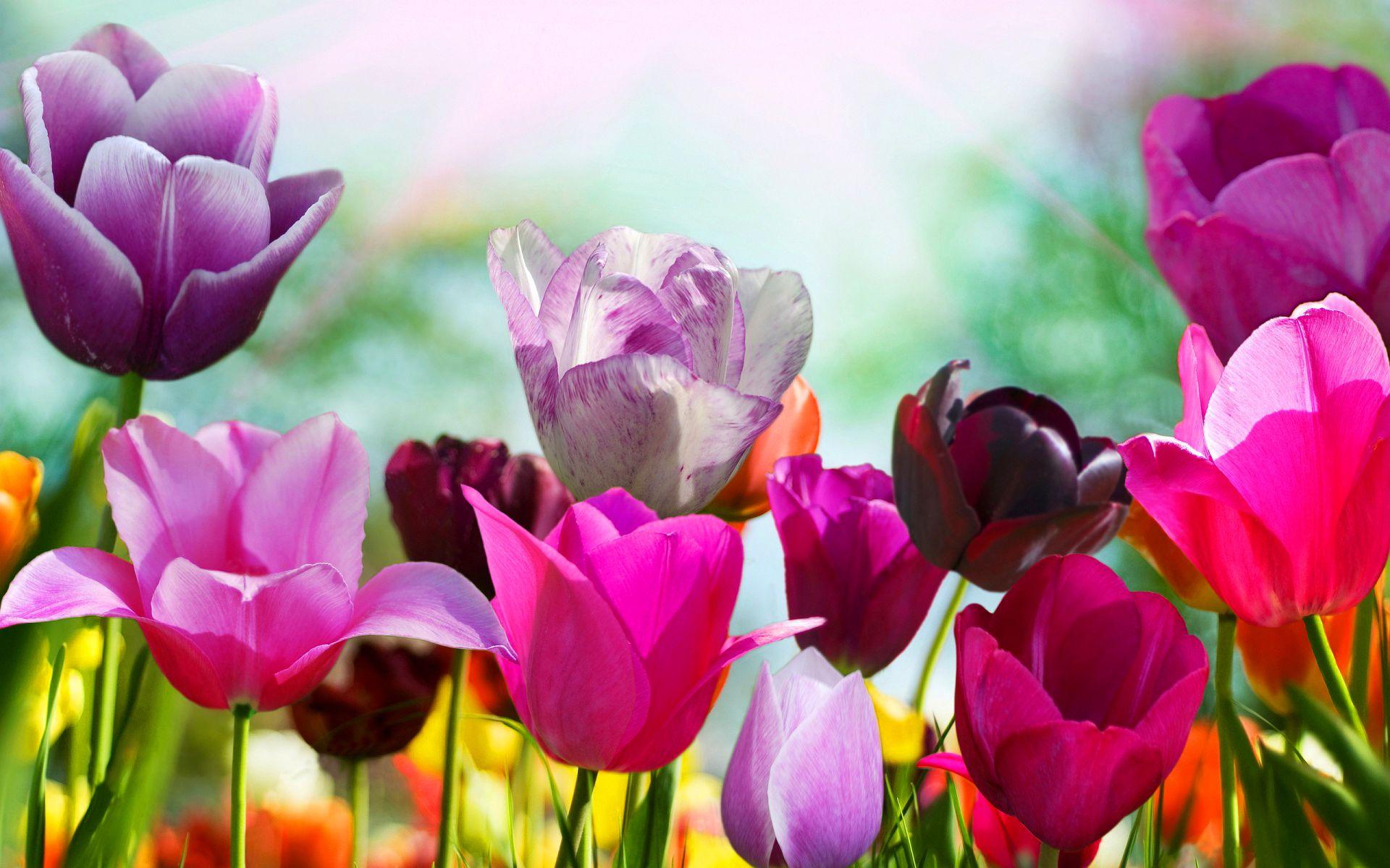 1920x1200 Spring Flowers Wallpaper HD (Images)
