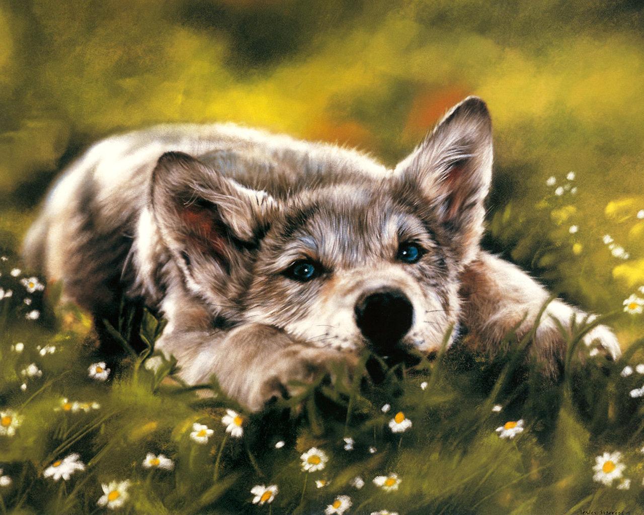 1280x1024 Cool animal wallpaper HD for desktop background