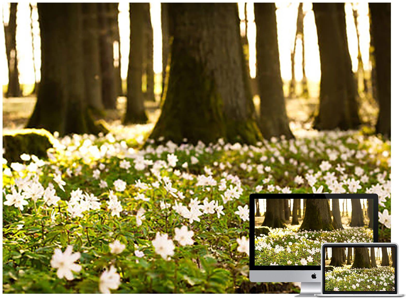 1576x1159 Beautiful Flowers Wallpaper to Download