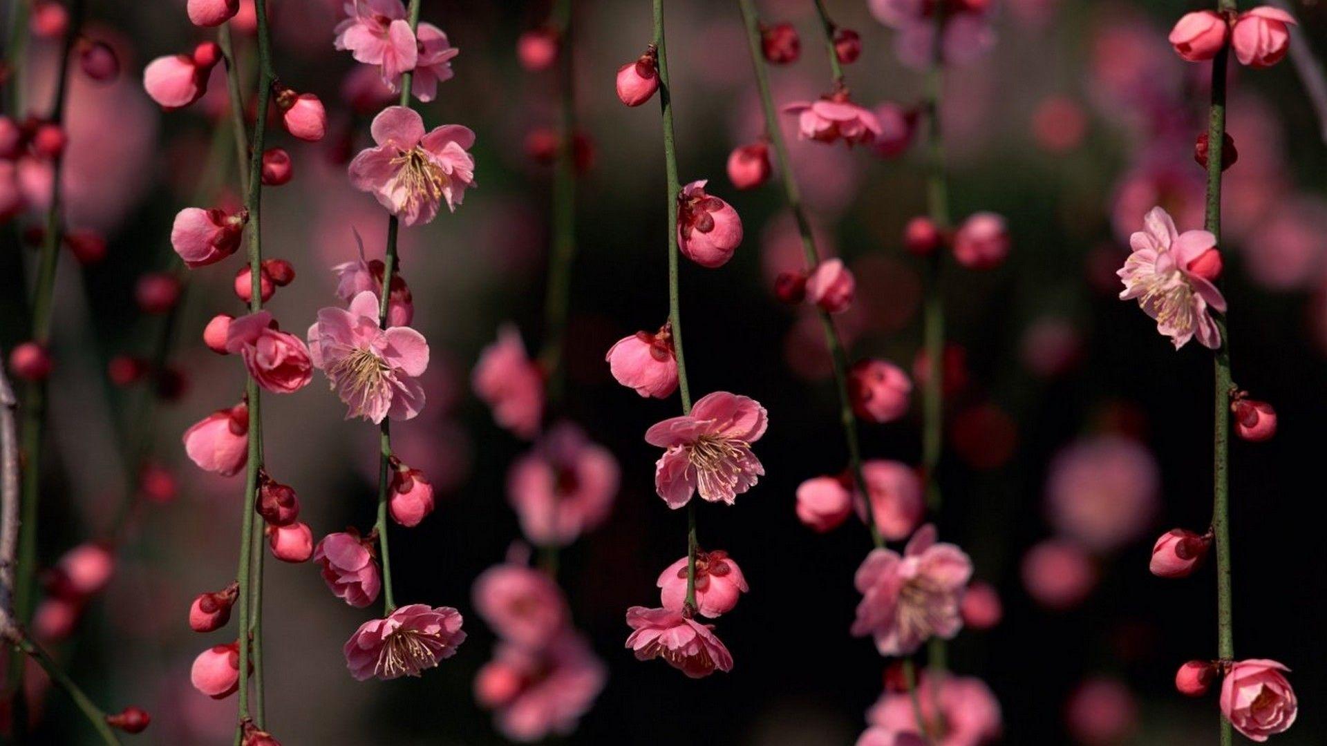 1920x1080 PC Wallpaper Hello Spring Cute Wallpaper