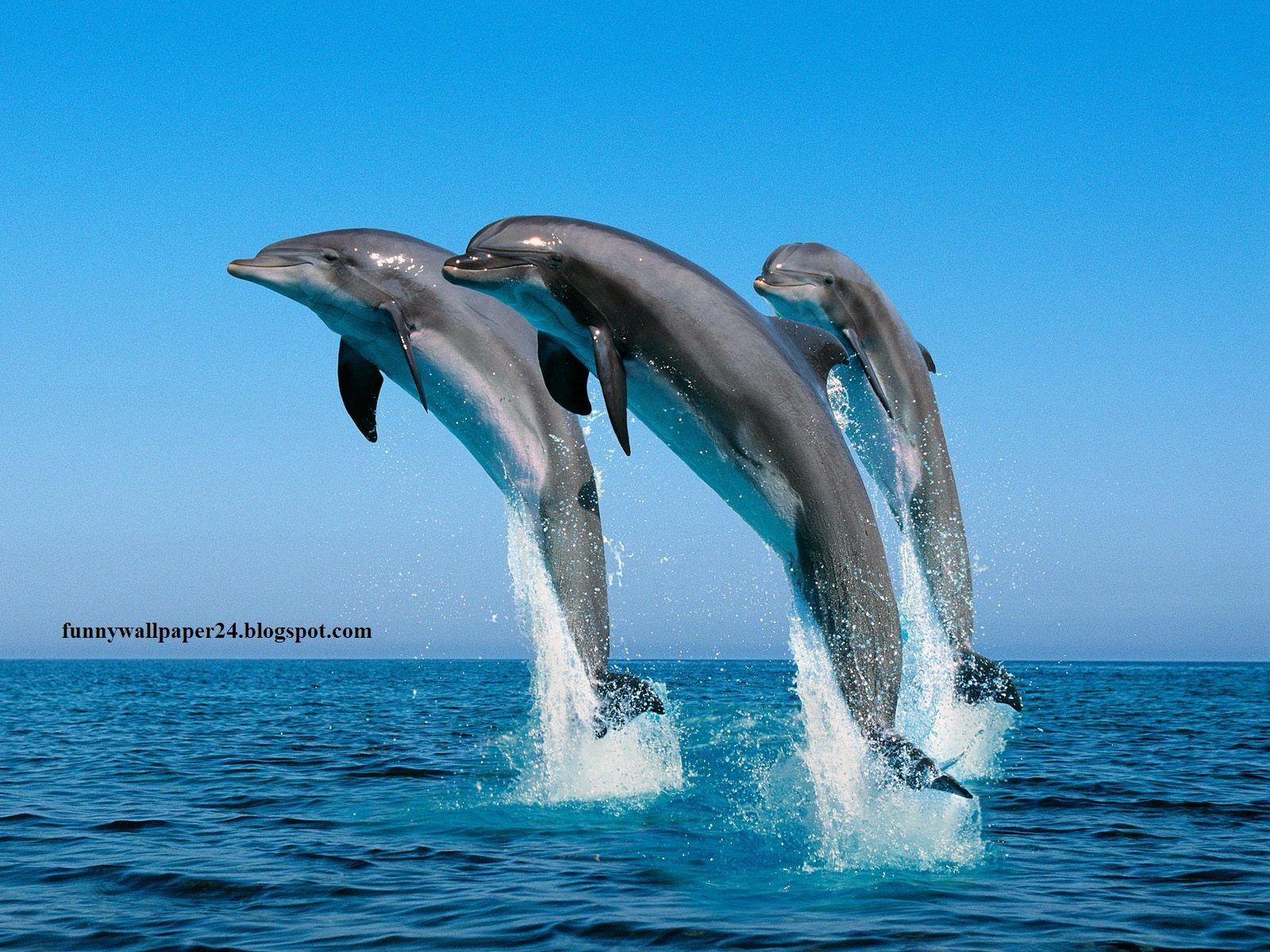 1600x1200 chimney bells: 3D animal wallpaper, animal wallpaper