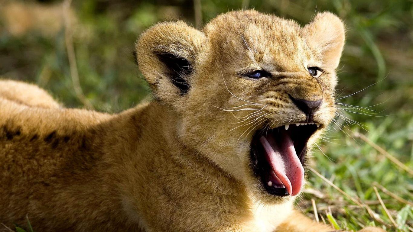 1366x768 Free download Wild Animal Desktop Background Download HD Wallpaper [1600x900] for your Desktop, Mobile & Tablet. Explore Animal Computer Wallpaper. Animal Background Wallpaper, Free Desktop Animal Wallpaper, Animal Wallpaper for Desktop