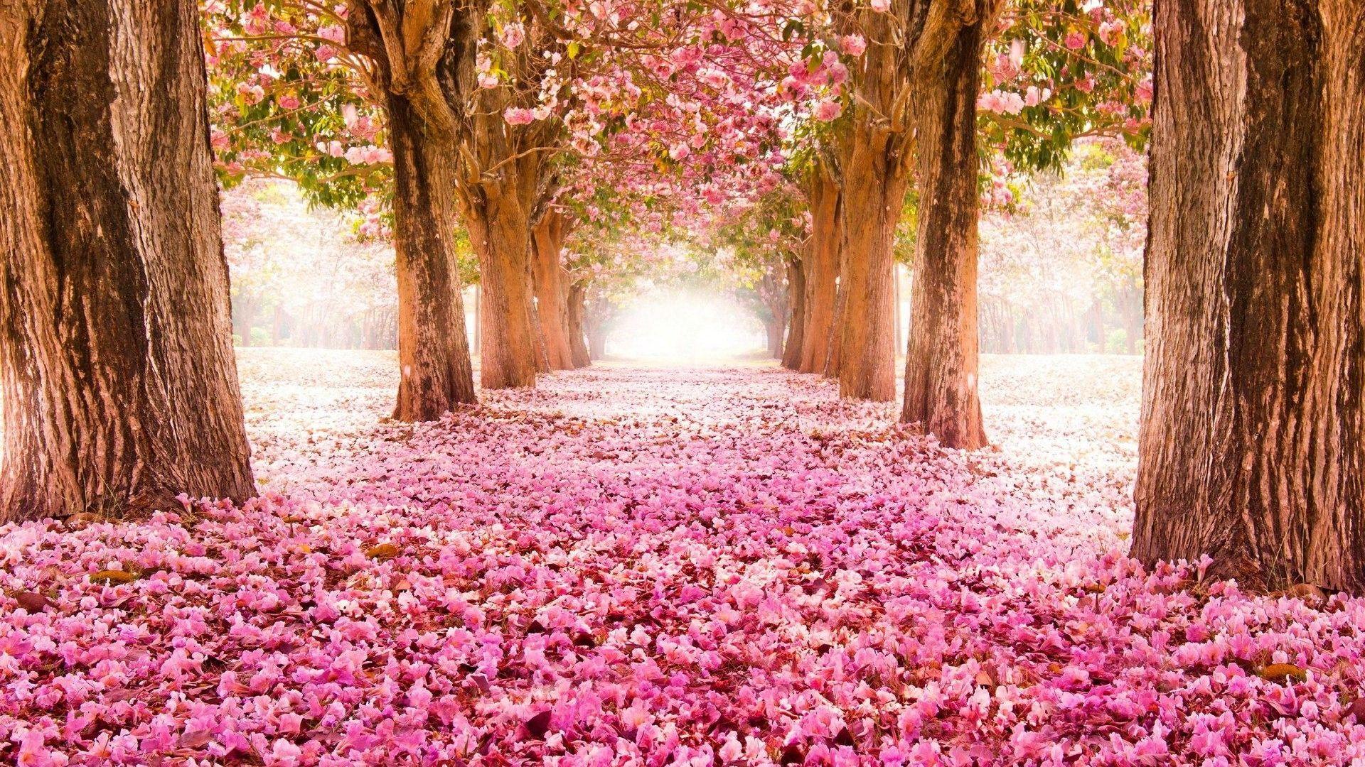 1920x1080 Free download Beautiful Spring Flower Wallpaper Background [1920x1200] for your Desktop, Mobile & Tablet. Explore Flowers Spring Wallpaper. Wallpaper Spring Flowers, Spring Flowers Wallpaper, Flowers Spring Wallpaper