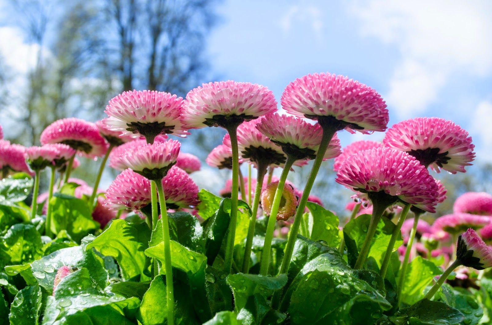 1600x1059 Spring Desktop Wallpaper HD free