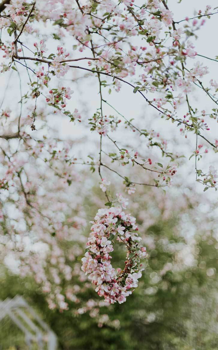 727x1167 Beautiful spring flowers, blossoms, iphone wallpaper #flowers #spring #blossoms Wallpaper