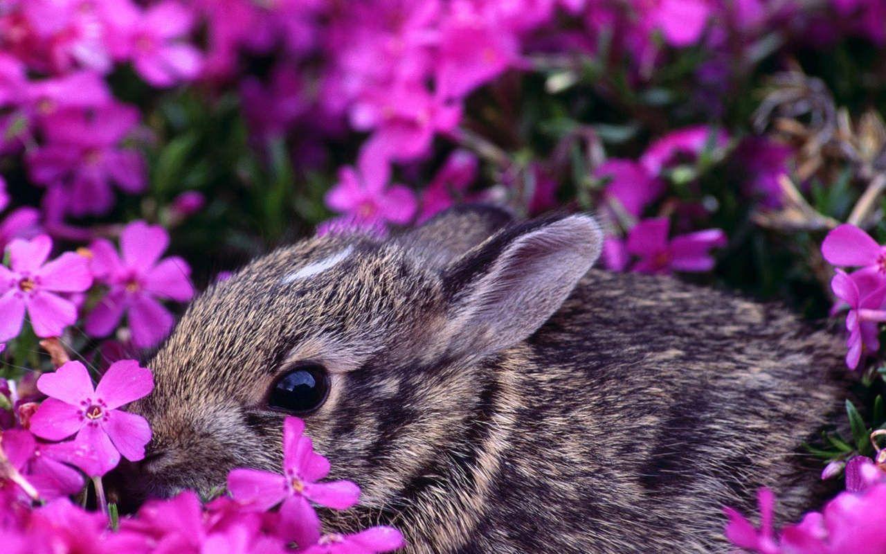 1280x800 Computer Wallpaper Background: Wild Animals Wallpaper iPads Pcs Ipods