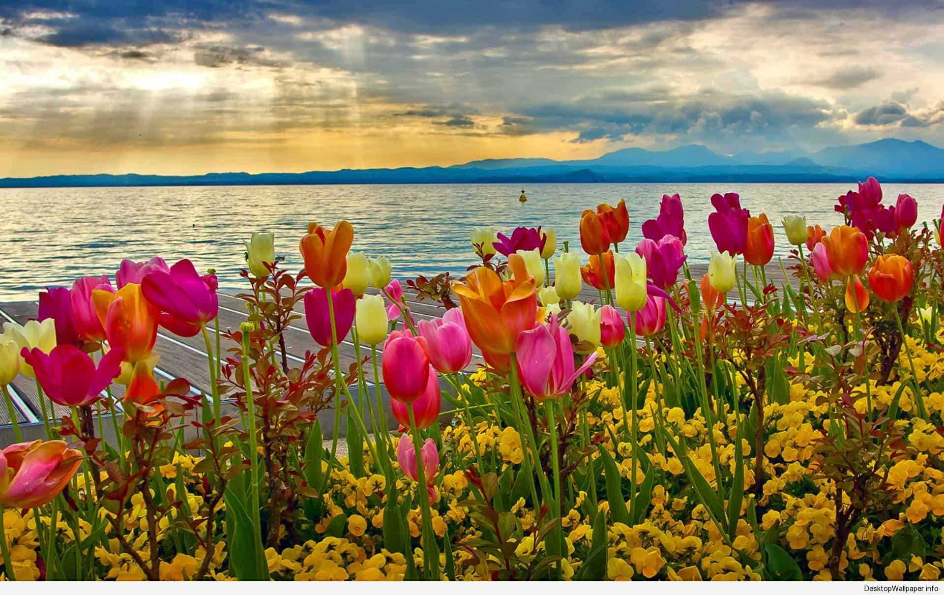 1920x1080 Spring Background For Desktop